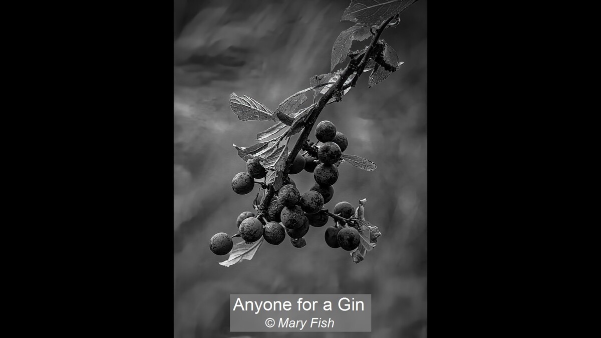 Anyone for a Gin